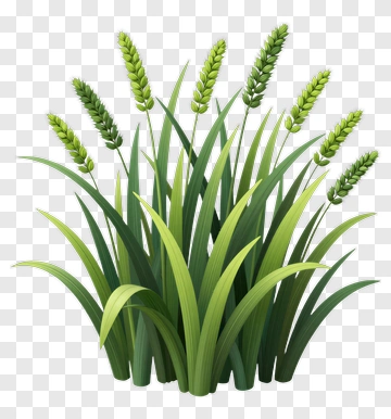 Wheat Plants With Green Ears PNG