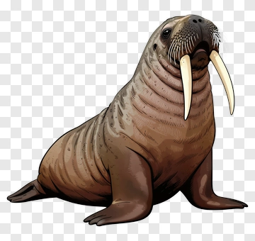 Walrus PNG