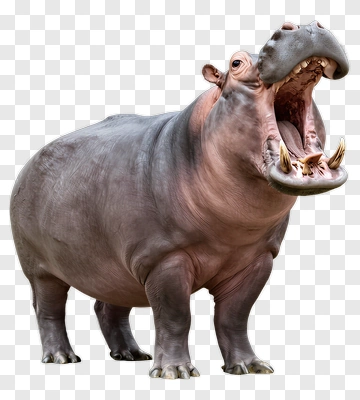 Hippo With Open Mouth PNG