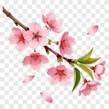 Cherry Blossom Branch With Petals And Leaves PNG