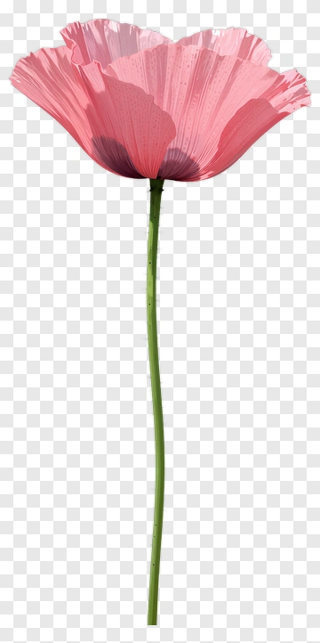 Pink Poppy With Green Stem PNG