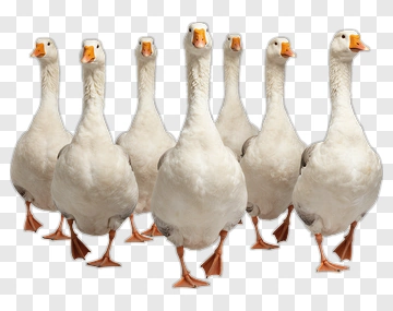 Group Of Geese PNG