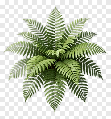 Fern Plant With Vibrant Green Fronds PNG