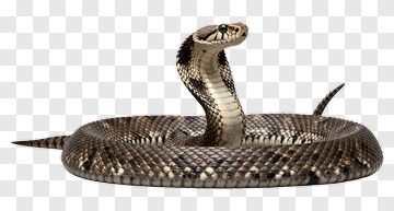 Coiled Snake With Raised Head PNG