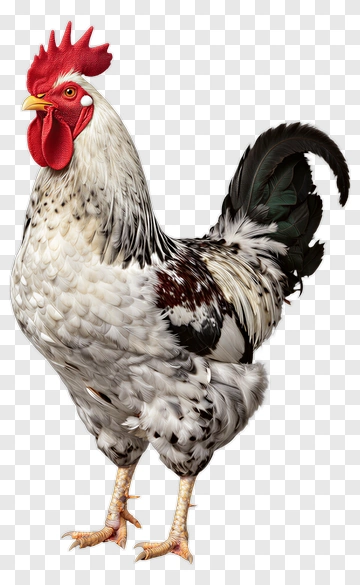 Rooster With Red Comb And Black Feathers PNG