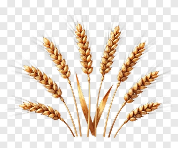 Golden Wheat Ears PNG