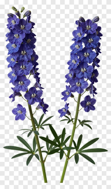 Blue Lupine Flowers With Green Leaves PNG