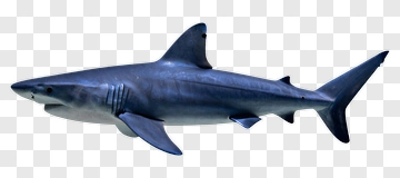 Blue Shark PNG