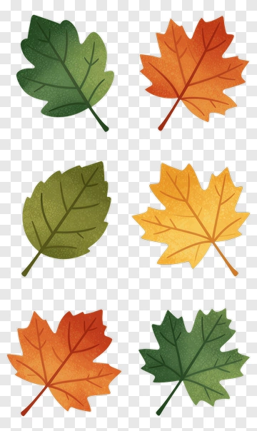 Autumn Leaves Collection PNG