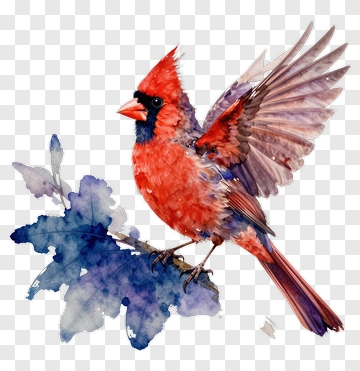 Red Cardinal On Branch With Blue Leaf PNG