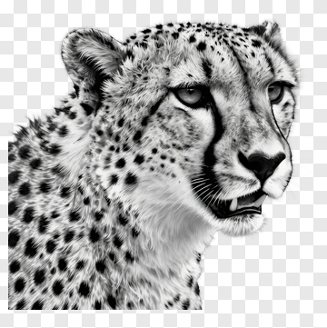Cheetah Portrait PNG