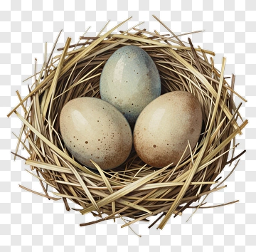 Bird Nest With Eggs PNG