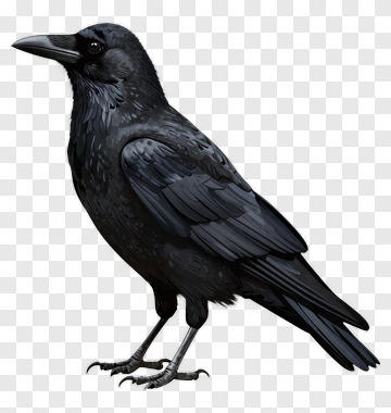 Black Crow Standing PNG