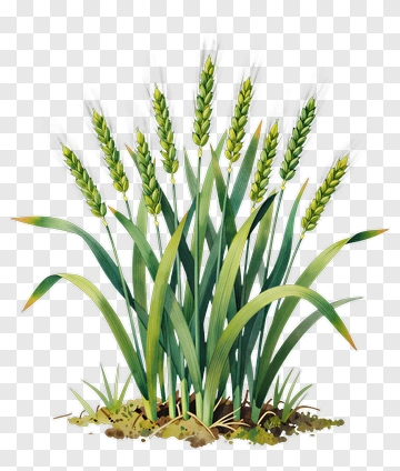 Wheat Plant With Green Leaves PNG