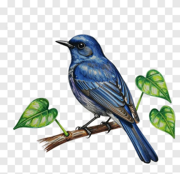 Blue Bird Perched On Branch PNG