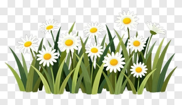 Daisies In A Grassy Field PNG