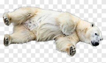 Polar Bear Lying On Back PNG