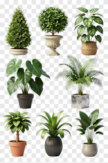 Collection Of Potted Plants PNG