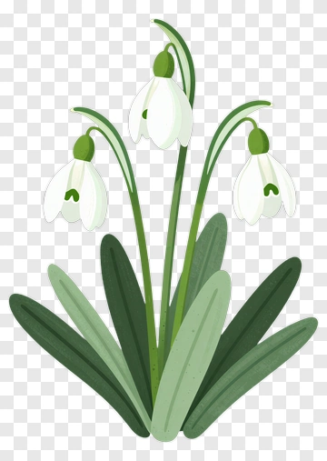 Snowdrop Flower With Green Leaves PNG