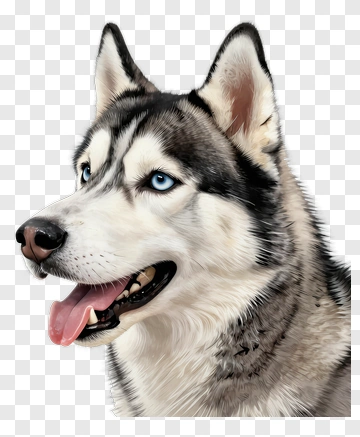 Husky Portrait PNG