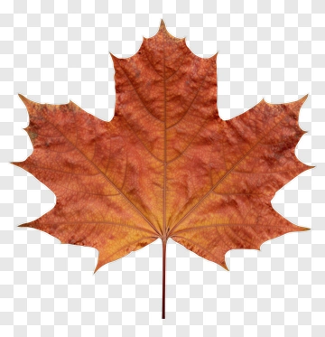 Maple Leaf In Autumn Colors PNG