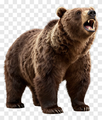 Brown Bear Standing PNG
