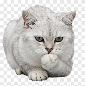 Silver Cat PNG