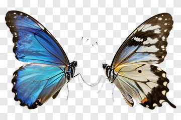 Blue And White Butterflies Facing Each Other PNG