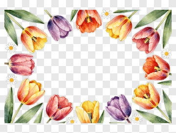 Watercolor Tulip And Daisy Frame PNG