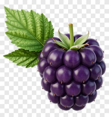 Blackberry With Leaf PNG