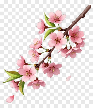 Cherry Blossom Branch With Pink Petals PNG