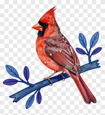 Red Cardinal Perched On Blue Branch PNG