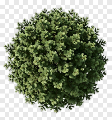 Top View Of A Dense Pine Tree PNG