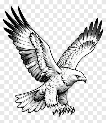 Eagle In Flight PNG