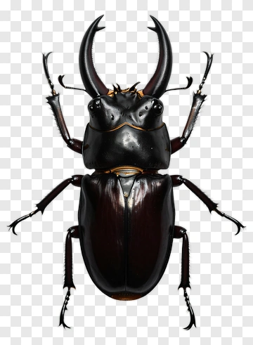Stag Beetle PNG