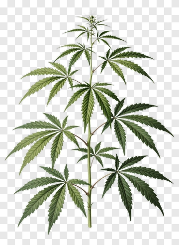 Marijuana Plant Botanical Illustration PNG
