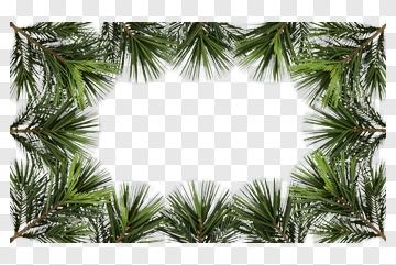 Pine Branches Forming A Natural Frame PNG