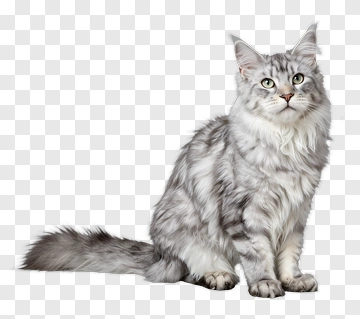 Silver Tabby Cat Sitting PNG
