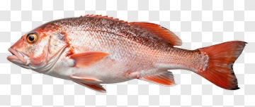 Red Fish PNG