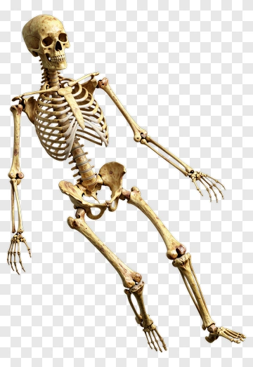 Human Skeleton Model PNG