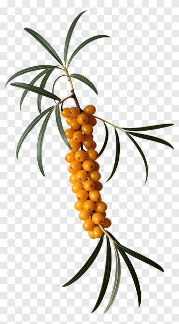 Sea Buckthorn Berries On Branch PNG
