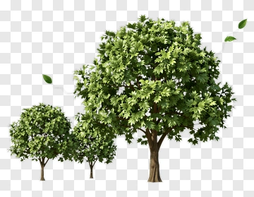 Three Trees With Leaves PNG