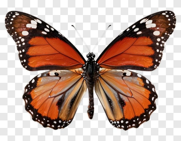 Monarch Butterfly With Orange Wings PNG