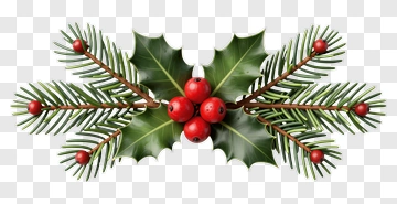 Holly And Pine Branches With Red Berries PNG