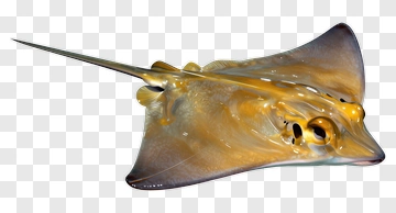 Ray PNG