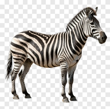 Zebra Standing PNG
