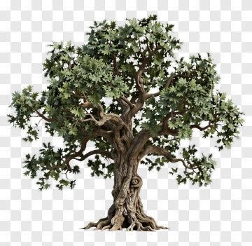 Ancient Oak Tree PNG