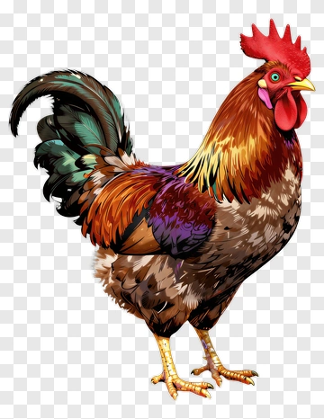 Rooster PNG