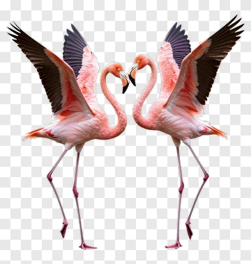 Two Flamingos In Courtship Display PNG