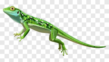 Green Lizard With Blue Underbelly PNG